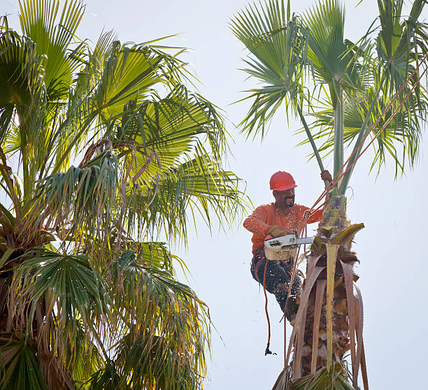 Best Professional Tree Care  in Coleman, MI